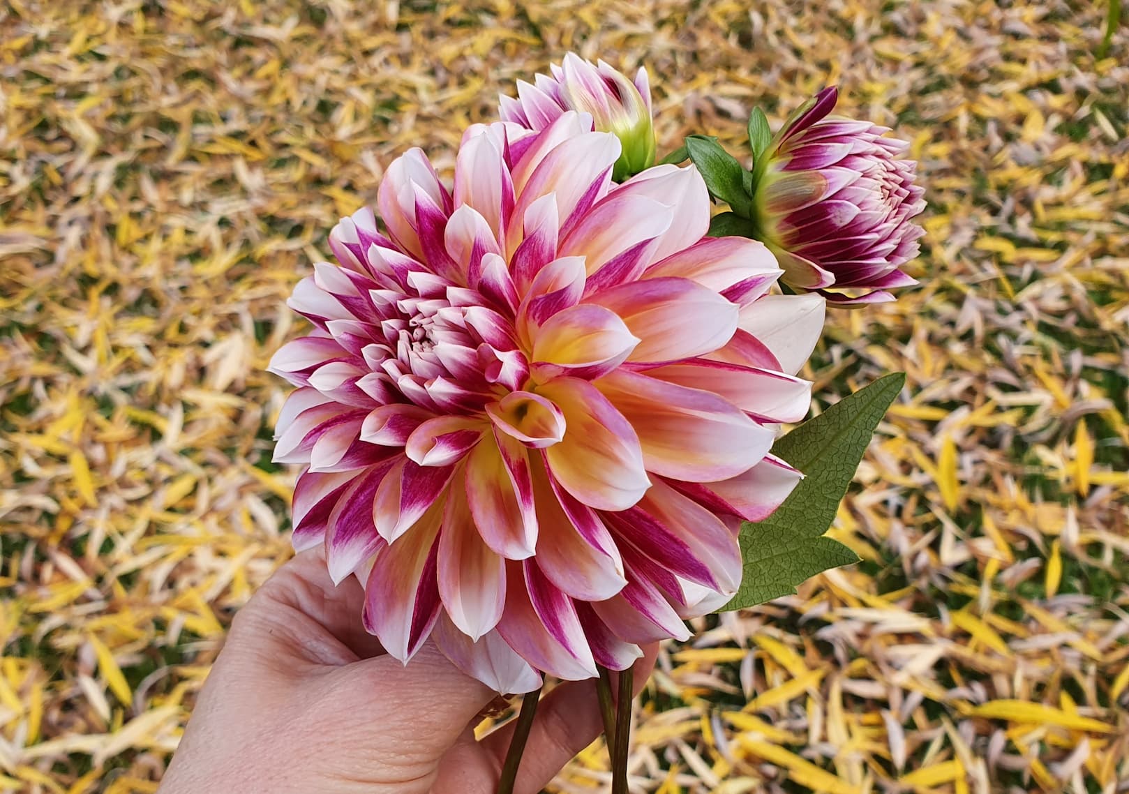 Herbst